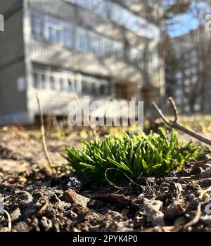 Die ersten Schneeglöckchen in der Stadt sind die ersten blühenden Frühlingsblumen Stockfoto