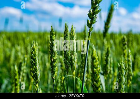 Weizenspieße auf einem Ackerfeld vor einem blauen Himmel mit weißen Wolken. Stockfoto