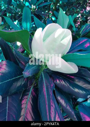 Grün getönt, eine große cremeweiße südliche Magnolienblume ist von glänzenden grünen Baumblättern umgeben. Nahaufnahme mit weißen Blütenblättern, vertikal Stockfoto