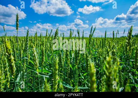 Weizenspieße auf einem Ackerfeld vor einem blauen Himmel mit weißen Wolken. Stockfoto