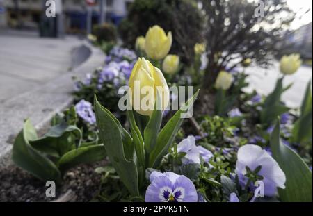 Details der Blumen in der Stadt Stockfoto