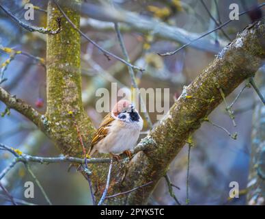 Spatz auf dem Ast eines Baumes sitzt Stockfoto