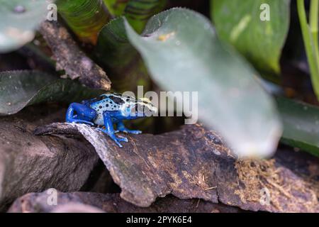 Ich färbe Giftfrosch, Dendrobates Tinctorius Stockfoto
