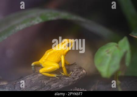 Goldpfeilfrosch, Phyllobates terribilis Stockfoto