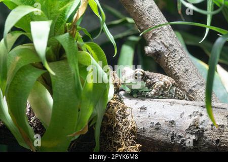 Amazonas-Milchfrosch, Trachycepals resinifictrix Stockfoto