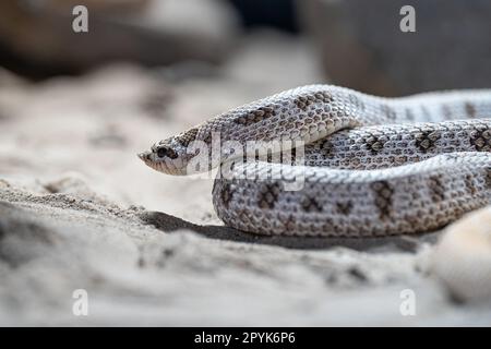 Texas-Schweinsnasen-Schlange, Heterodon nasicus Stockfoto