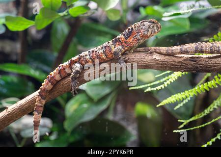 Chinesische KrokodilLizard, Shinisaurus crocodilurus Stockfoto