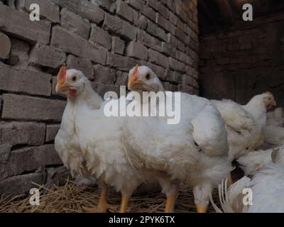 Weiße Hühner Farm, echte Landschaft. Hühner in der Dorfscheune. Haltung von Geflügel zur Erzeugung von Eiern und Fleisch. Geflügel und Tierhaltung. Viele Vögel sitzen und laufen. Stockfoto