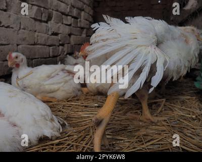 Weiße Hühner Farm, echte Landschaft. Hühner in der Dorfscheune. Haltung von Geflügel zur Erzeugung von Eiern und Fleisch. Geflügel. Das Huhn sprang aus der Kamera. Hühnerfedern und Bein Stockfoto