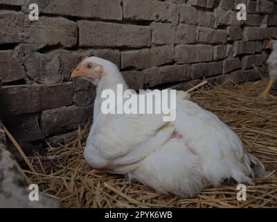 Weiße Hühner Farm, echte Landschaft. Hühner in der Dorfscheune. Haltung von Geflügel zur Erzeugung von Eiern und Fleisch. Geflügel und Tierhaltung. Ein Vogel sitzt Stockfoto