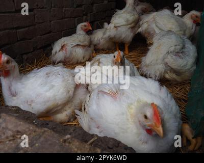 Weiße Hühner Farm, echte Landschaft. Hühner in der Dorfscheune. Haltung von Geflügel zur Erzeugung von Eiern und Fleisch. Geflügel und Tierhaltung. Viele Vögel sitzen und laufen. Stockfoto