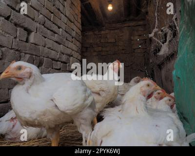 Weiße Hühner Farm, echte Landschaft. Hühner in der Dorfscheune. Haltung von Geflügel zur Erzeugung von Eiern und Fleisch. Geflügel und Tierhaltung. Viele Vögel sitzen und laufen. Stockfoto