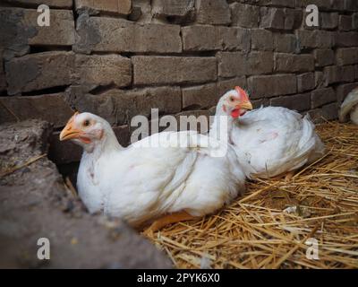 Weiße Hühner Farm, echte Landschaft. Hühner in der Dorfscheune. Haltung von Geflügel zur Erzeugung von Eiern und Fleisch. Geflügel und Tierhaltung. Zwei Vögel sitzen Stockfoto