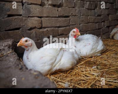 Weiße Hühner Farm, echte Landschaft. Hühner in der Dorfscheune. Haltung von Geflügel zur Erzeugung von Eiern und Fleisch. Geflügel und Tierhaltung. Zwei Vögel sitzen Stockfoto
