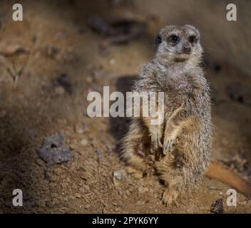 Ein Erdmännchen steht und blickt an einem Frühlingstag nach vorne Stockfoto