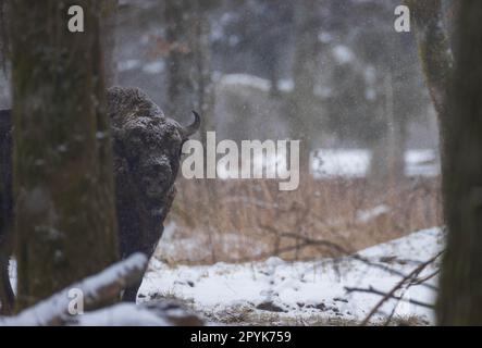 Europäisches Bison männlich im Schneefall Stockfoto