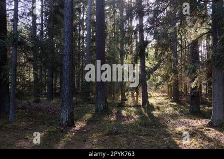 Nadelwälder in der Wintersonne Stockfoto
