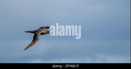 Dunkles Albatross (Phoebetria fusca) ein rußiger schwarzer Albatross mit charakteristisch langen, schmalen Flügeln und einem schmal verjüngenden Schwanz gleitet elegant durch die Luft in einem aufsteigenden Flug Stockfoto
