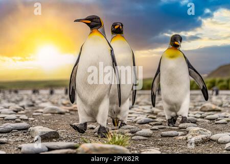 Gruppe der Königspinguine (APTENODYTES PATAGONICUS) in Südgeorgien Stockfoto