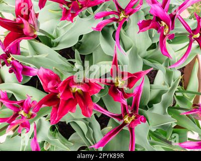 Tulpenlila Puppe Stockfoto