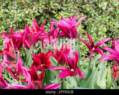 Tulpenlila Puppe Stockfoto