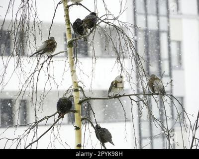 Im Winter sitzen geraffte Drosseln auf Birkenzweigen Stockfoto