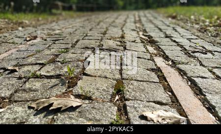 Kopfsteinpflaster, bedeckt mit trockenen Blättern im Sonnenlicht. Alte Deckenfertiger im Park sind mit trockenem Gras und Laub bedeckt. Vor dem Hintergrund der Unschärfe-Vegetation Stockfoto