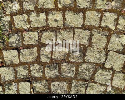 Beton oder Kopfsteinpflaster graue Pflasterplatten oder Steine für Boden, Wand oder Pfad. Traditionelle Zäune, Hofe, Hinterhof oder Straßenpflaster. Alte, quadratische Kopfsteinpflaster, die mit Gras und Moos überwuchert sind Stockfoto