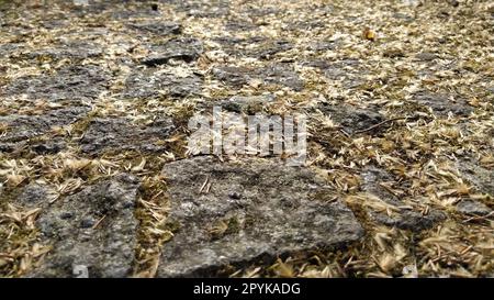 Großer Pflastersteinpflaster oder Felsbrocken aus Granit, der mit grünem Moos, Flechten und saftigem Gartenpflanzen überwuchert ist. Nahaufnahme. Banner. Braune, warme Töne Stockfoto