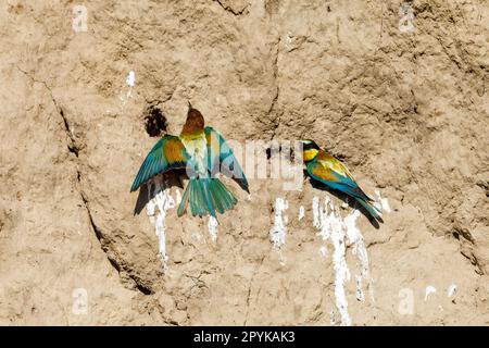 Farbenfroher Bienenesser im Donaudelta Stockfoto