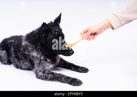 Frau füttert Mudi-Hund im Studio oder zu Hause, Nahaufnahme Stockfoto