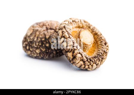 Getrocknete Shiitake-Pilze isoliert auf weißem Hintergrund. Stockfoto