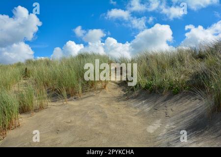 Sanddünen mit Strandgras an der Nordsee Stockfoto