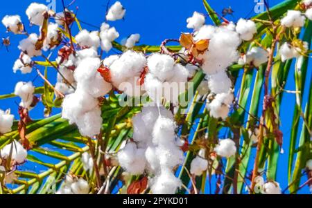 Weiße Baumwolle auf Bäumen oder Pflanzen in Puerto Escondido, Mexiko. Stockfoto