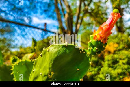 Tropische Kakteen Kaktuspflanzen mit Blumen Blüten Blüten Mexiko. Stockfoto
