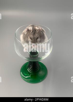 Ein entzückender Hamster, in einem Glas zusammengerollt, friedlich eingeschlafen Stockfoto