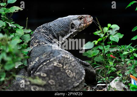 Eine Warane im Lumphini-Park in Bangkok, Thailand. Stockfoto