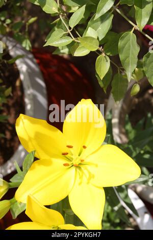 Lilium "Yellow Power" (Lilium auratum) Blüten mit braunen Anthensen: (Pix Sanjiv Shukla) Stockfoto