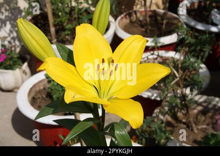 Lilium "Yellow Power" (Lilium auratum) Blüten mit braunen Anthensen: (Pix Sanjiv Shukla) Stockfoto