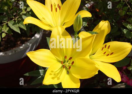 Lilium "Yellow Power" (Lilium auratum) Blüten mit braunen Anthensen: (Pix Sanjiv Shukla) Stockfoto