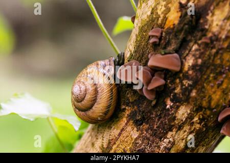 Traubenschnecke Helix pomatia, im Frühling kriecht eine Gastropode auf einen Baumstamm Stockfoto