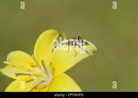 Weiblicher Hoplismenus bidentatus oder der sehr ähnliche Hoplismenus bispinatorius. Familie der Ichneumon-Wespen, Ichneumonide (Ichneumonidae). Auf gelber Blume Stockfoto