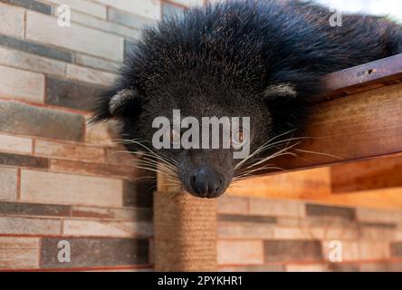 Der Binturong (Arctictis binturong), der schläft, auch bekannt als bearcat. Stockfoto