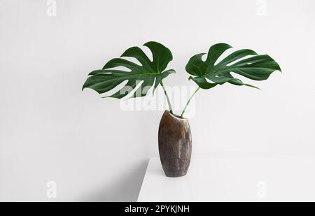 Monstera Deliciosa oder Schweizer Käsepflanze Blätter in einer braunen Vase auf hellem Hintergrund, die sich mit Natur- und Heimdekor verbindet Stockfoto