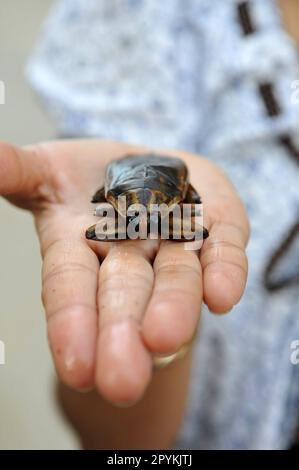 Ein gebratener Riesenwasserkäfer. Stockfoto