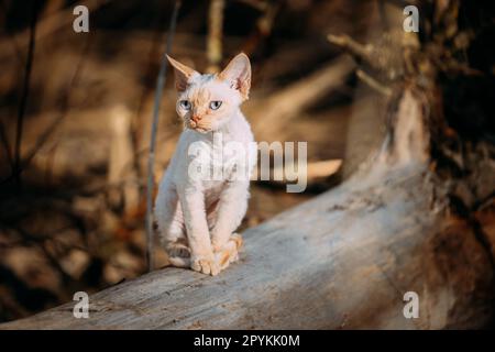 Süßer Devon Rex Kater Witziger Junger Weißer Devon Rex Kitten Im Herbstwald. Happy Pets Konzept. Kurzhaarige Katze englischer Rasse. Sehr Klein Stockfoto