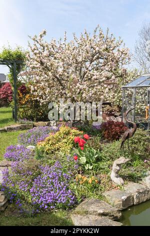 Apfelblüte, Egremont Russet und Frühlingsblumen in einem eigenen Garten, England, Großbritannien Stockfoto