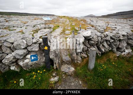 Pressen Sie den Holm in den trockenen Steinmauern auf dem Wanderweg durch die burren County clare republic of ireland Stockfoto