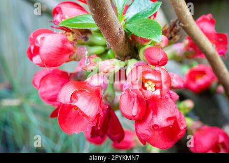 Detailliertes Bild der rosa bis roten Blüten der japanischen Quittung (Chaenomeles japonica) im Frühling Stockfoto