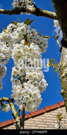 Ein Zweig voller Kirschblüten an einem sonnigen Tag im Frühling Stockfoto